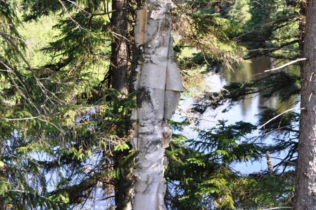 La Taniere De L'Ours Hotell Saint-Donat-de-Montcalm Eksteriør bilde